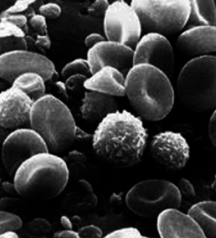 Blood cells identified