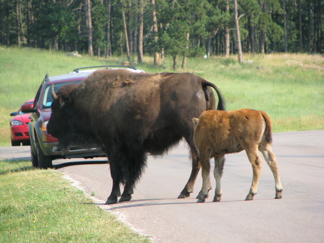 When I Went to South Dakota