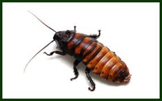 The Pennsylvanian Period-318 MA