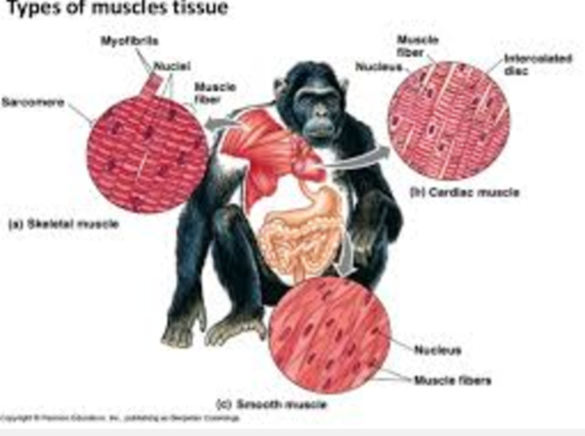 Animal tissues are composed of cells