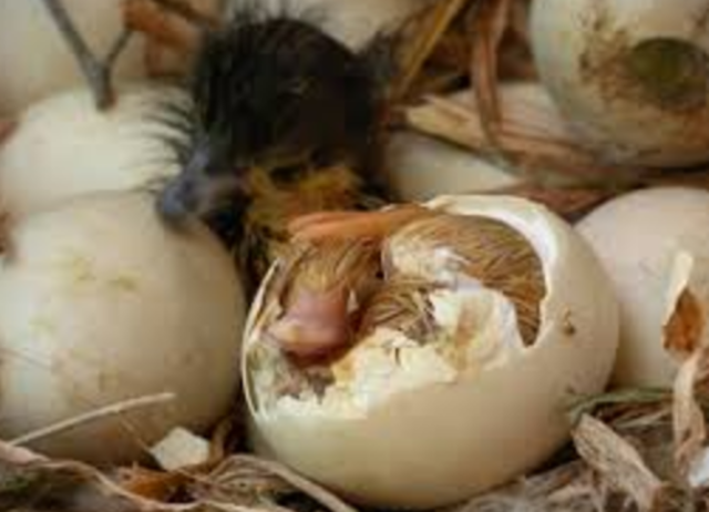 Animal life begins with an egg