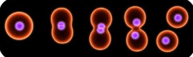 Cells can only arise from pre-existing cells