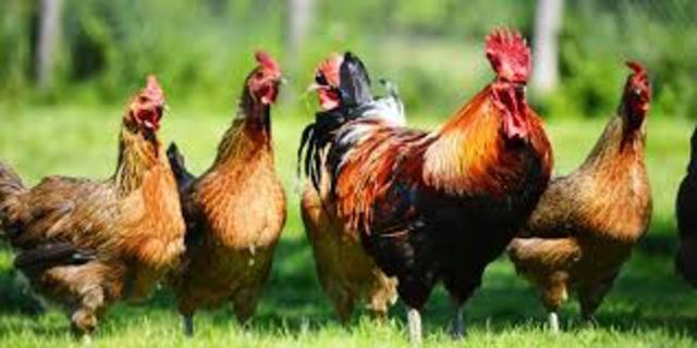 Anthropocene - Present