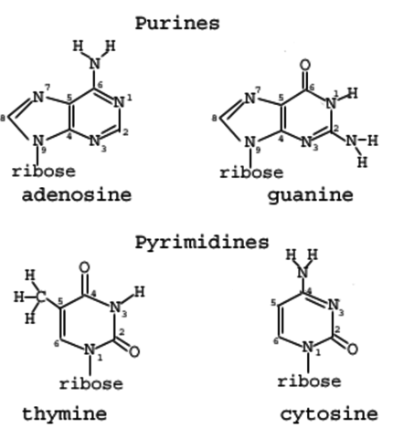 Nucleic Acids discovered