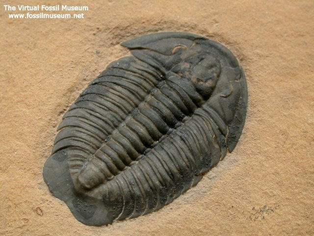 Cambrian
