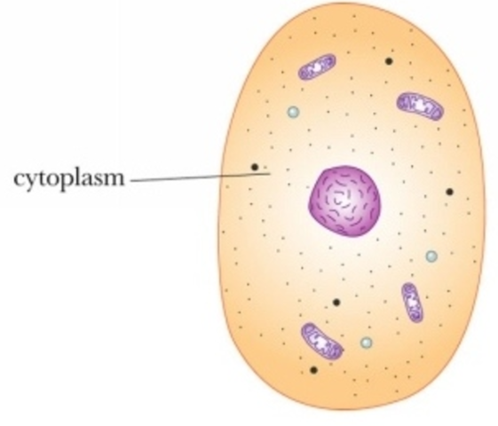 Cytoplasm