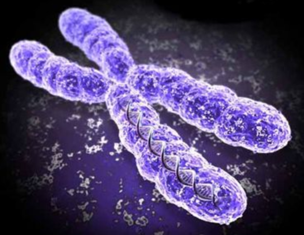 Chromosomes carry the heredity information