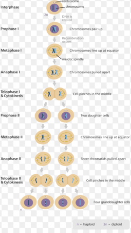 Meiosis
