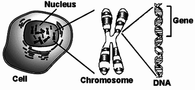 Genes are on chromosomes