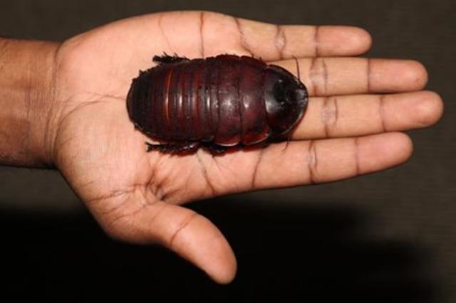 Carboniferous Pennsylvanian Period