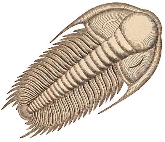 Palezoic/Cambrian MA: 542