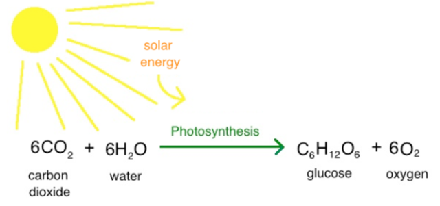 Photosynthesis