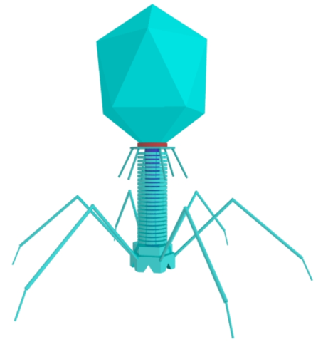 Bacteriophage Viruses