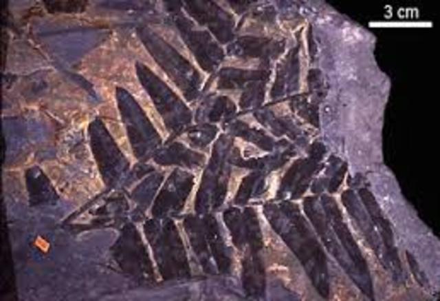 Paleozoic Carboniferous Pensilvannyan