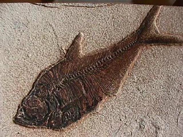devonian