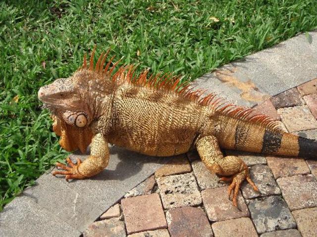 Carboniferous Mississippian Period