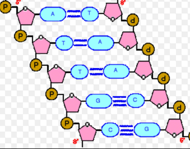 Polynucleotide phosphorylase
