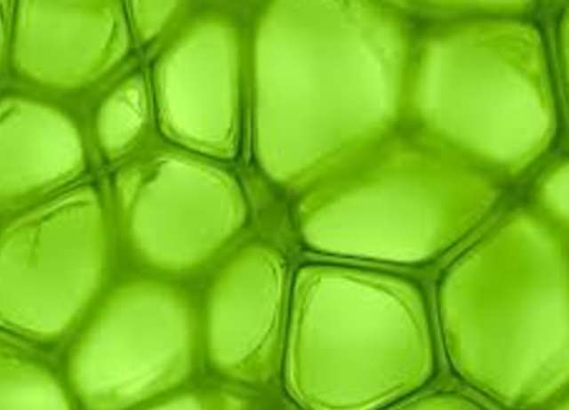 The discovery of Chlorophyll