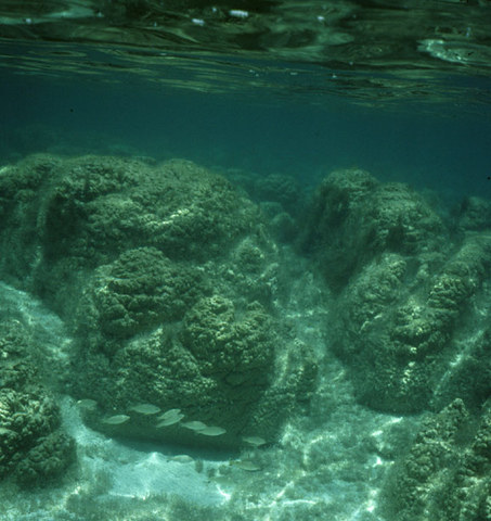 Precambrian Period (4,600 MA)