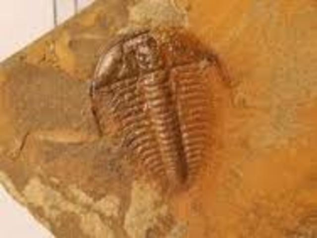 Cambrian / Furongian 542 million years ago