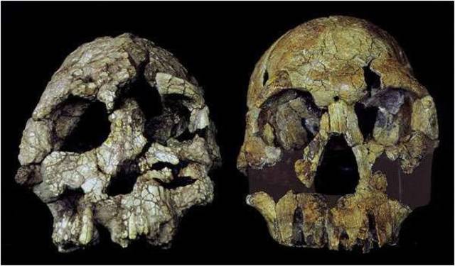 Millenium Man (Orrorin Tugenensis) Hace 6 MILLONES DE AÑOS