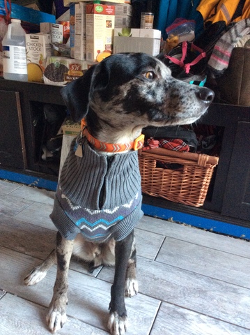 We got another new dog!!