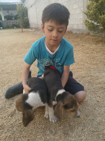 ¡Mis primeros perros!