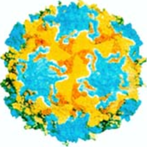 Artificial polio virus