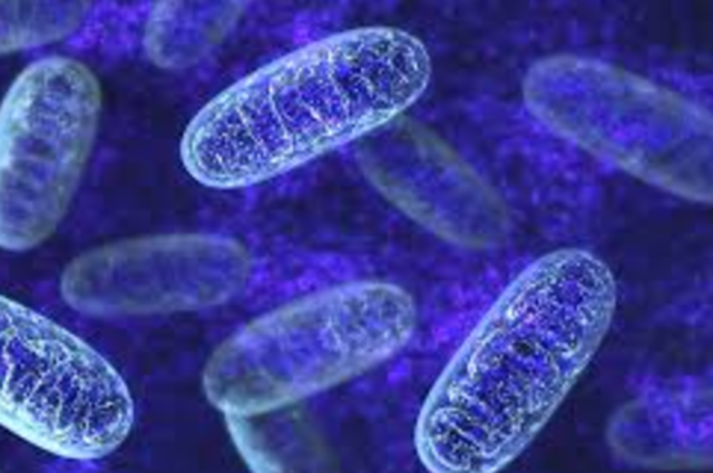 Mitochondria