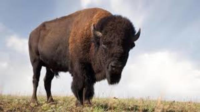 Buffalo