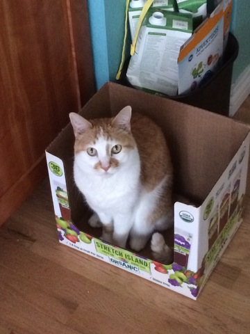 Abbiamo acquisiamo il nostro gatto primo (Malkin)