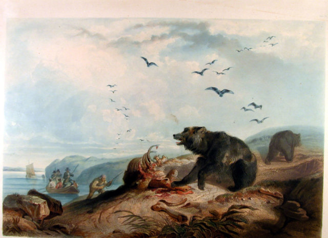 The Buffalo & Grizzly Bear Heard