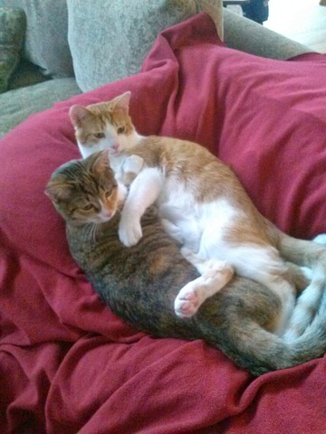 Acquisiamo i nostri due gatti (Scorch e Firefly)