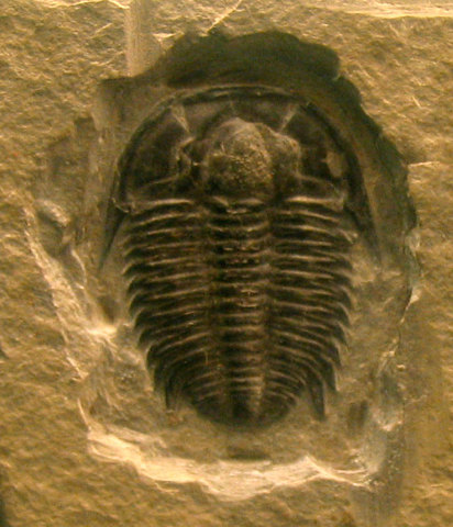 The Cambrian Period