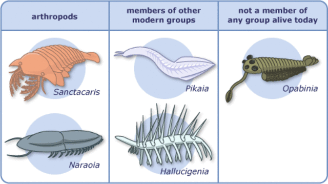 Precambrian Era (4,600 ma years ago)