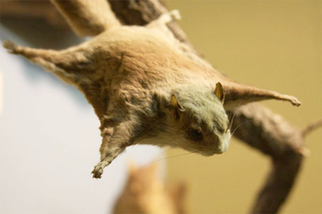 Eocene period, 55.8 million years ago