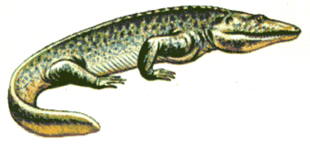 Pennsylvanian Period (318)