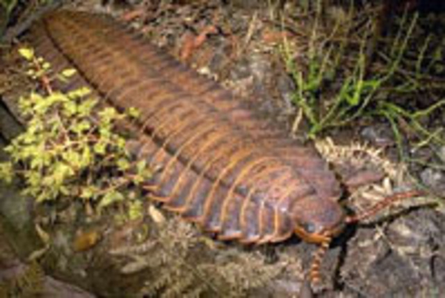 Carboniferous Pennsylvanian (318)