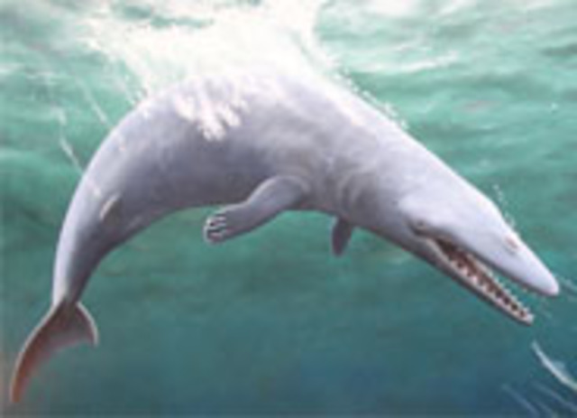 Eocene Epoch (55.8 years ago)