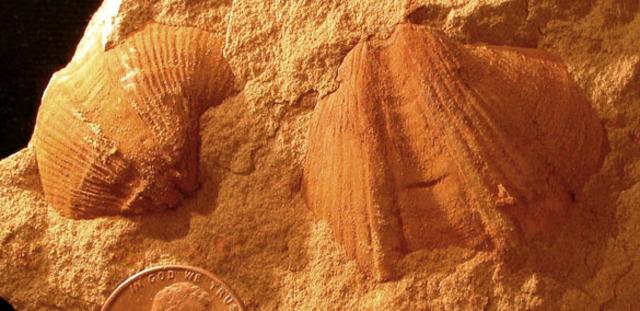 Carboniferous Mississippian (356)