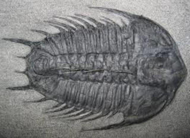 Cambrian