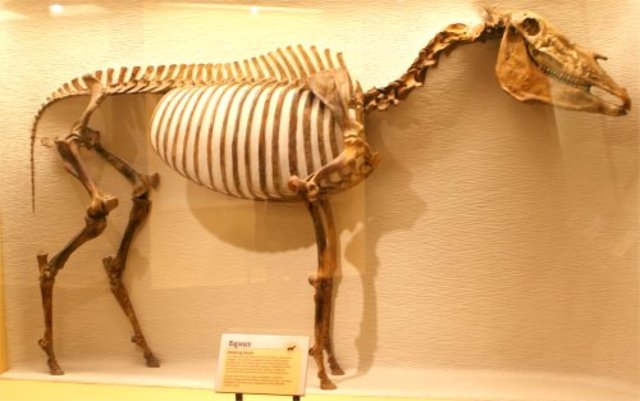 Pliocene Epoch ( 5.3 ma years ago)