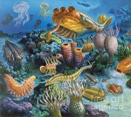 Paleozoic Era-Cambrian 542