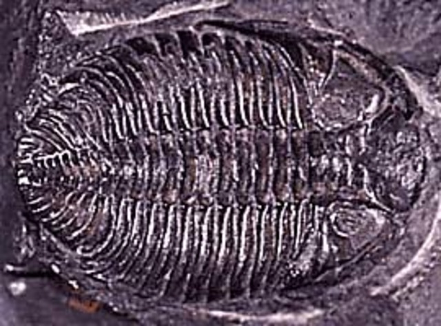 Paleozoic Era-Silurian 444