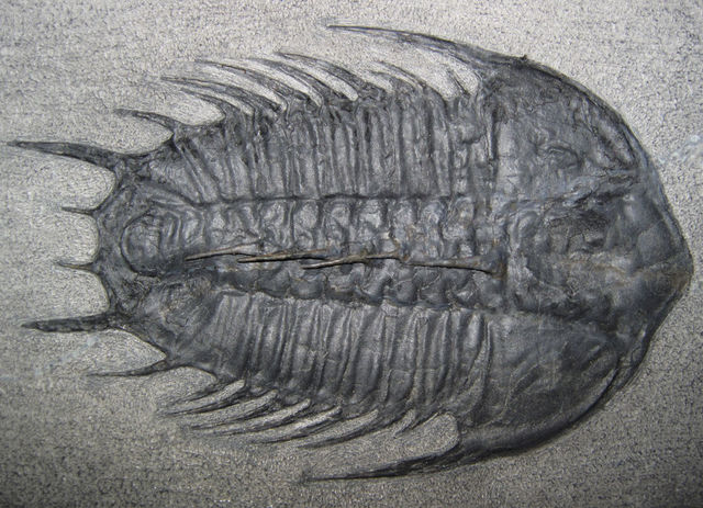 cambrian