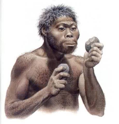 Homo Habilis