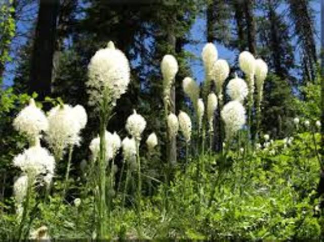 Beargrass
