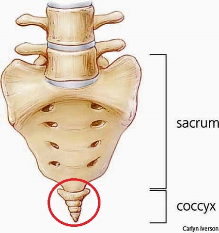 Coccyx