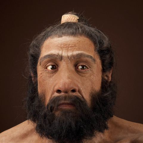 Homo neanderthalensis
