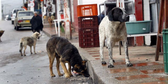 EL ABANDONO COMO FENÓMENO SOCIAL